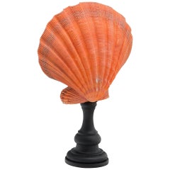 Mounted Coral Color Pecten on Turned Wood Stand