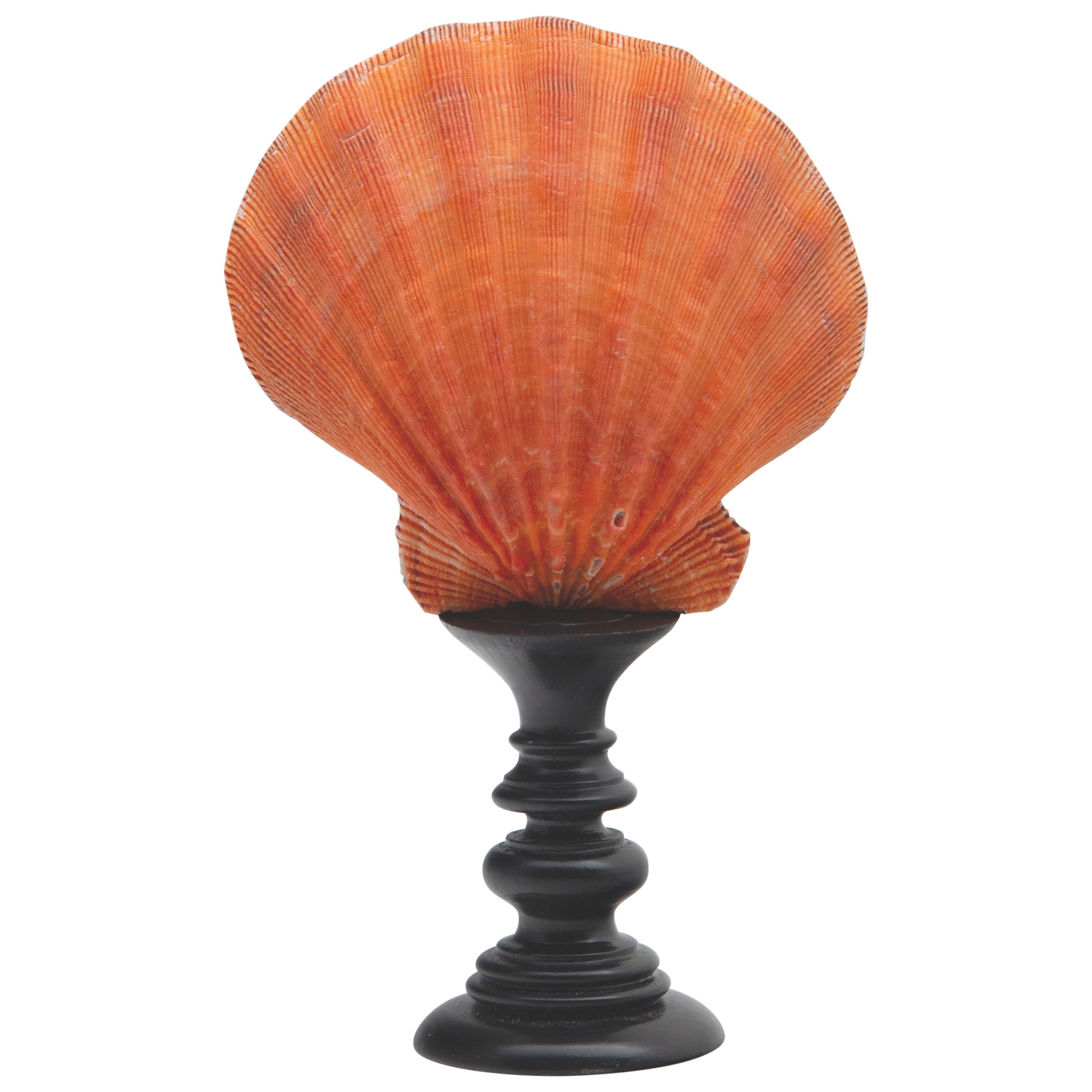 Mounted Coral Color Pecten on Turned Wood Stand
