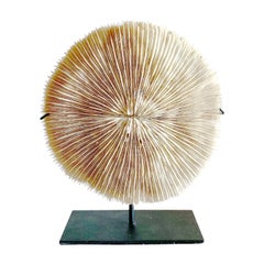 Mounted Coral Disc Sculpture, Indonesia, 20th Century