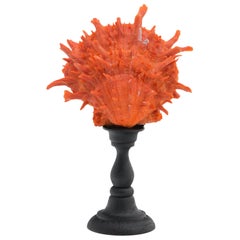 Mounted Coral Thorny Oyster on Turned Wood Stand