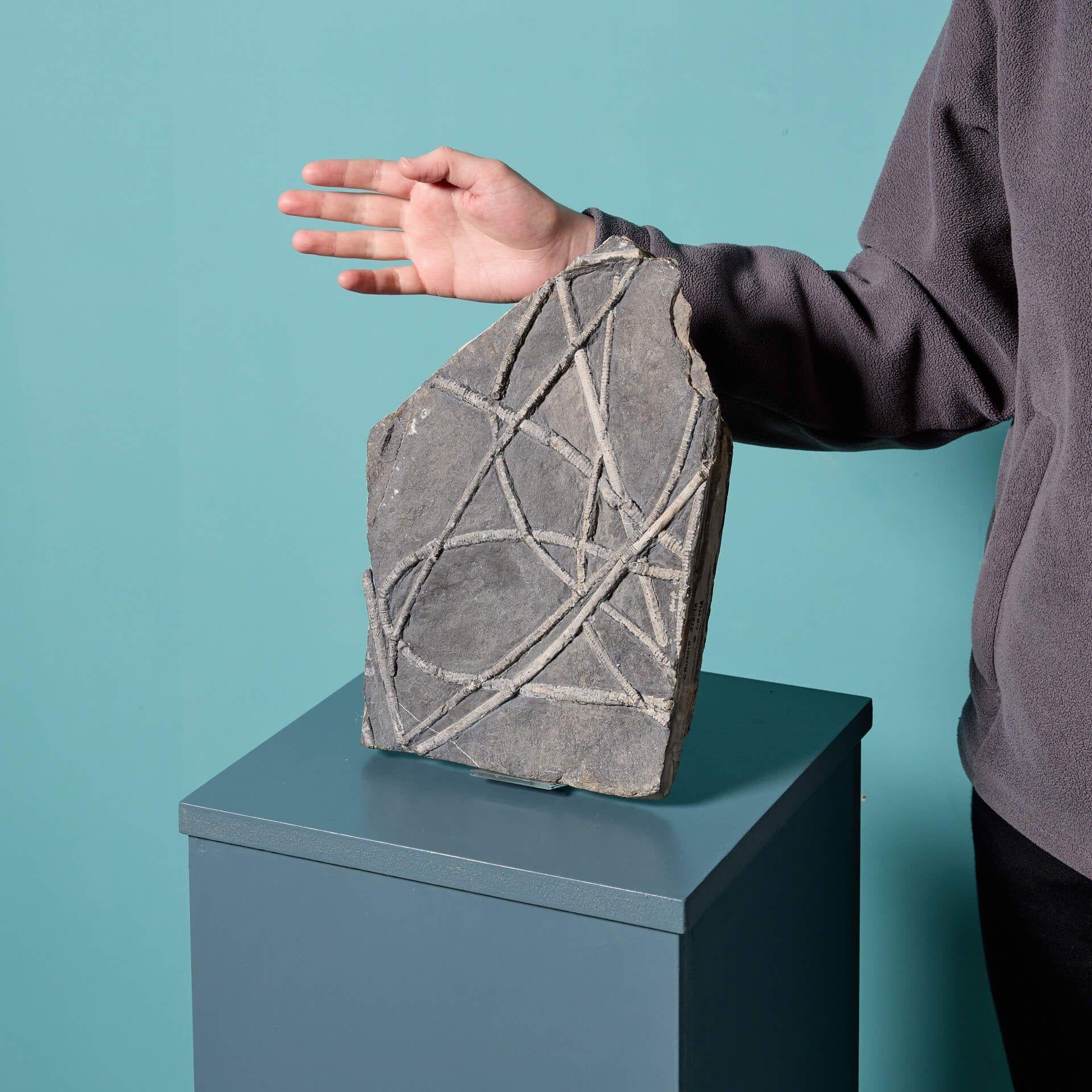 A striking prehistoric mounted crinoid sea lily fossil sourced from China as marked to one of the edges. This plate-like specimen is perfect for modern sculptural display on a sideboard, mantelpiece or shelf.

Crinoids, also known as the sea lilies,