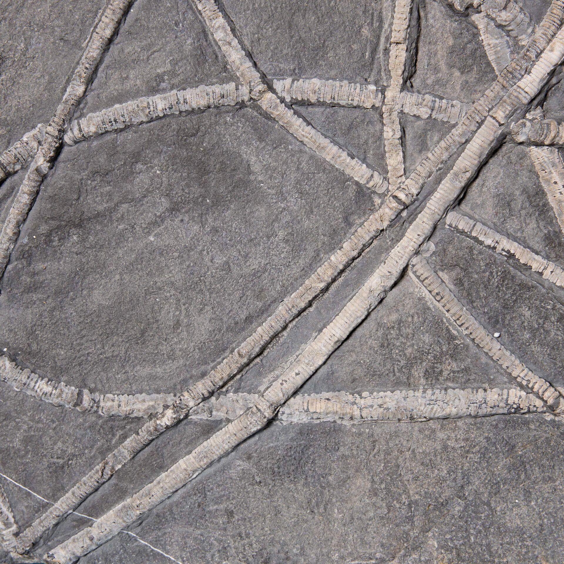 fossilized sea lily