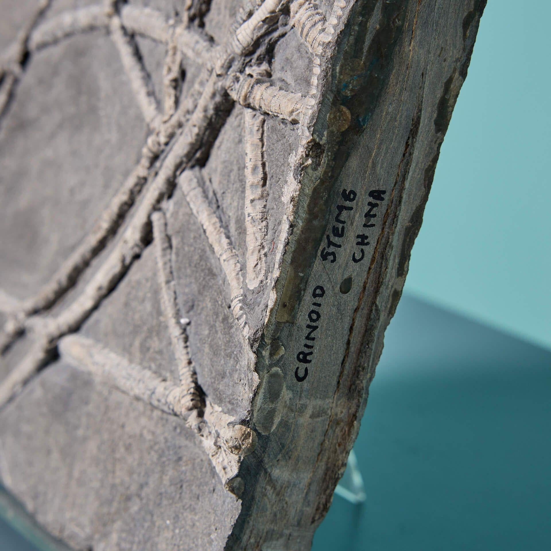 crinoid deutsch