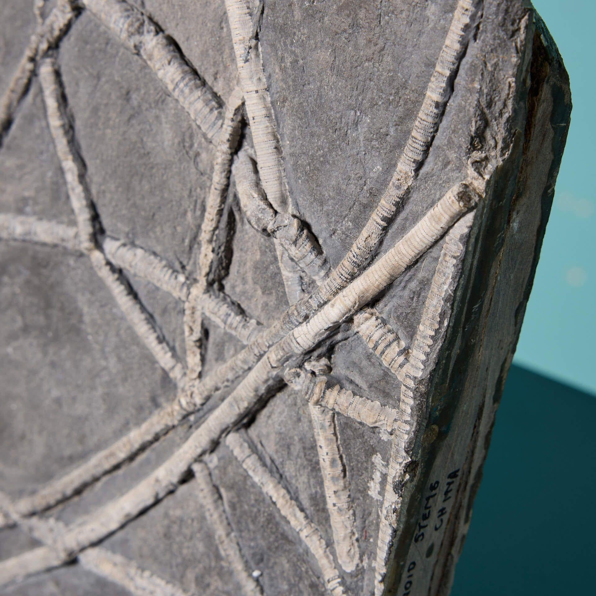 Chinese Mounted Crinoid Sea Lily Fossil