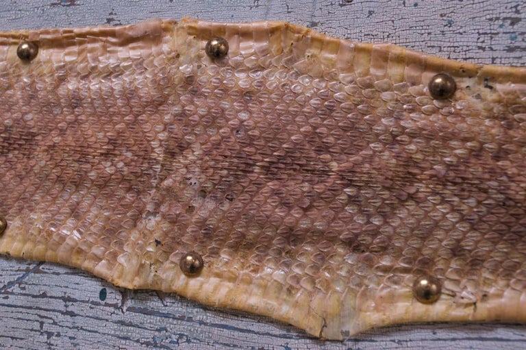 Mounted Diamond Back Rattlesnake Skin For Sale at 1stDibs
