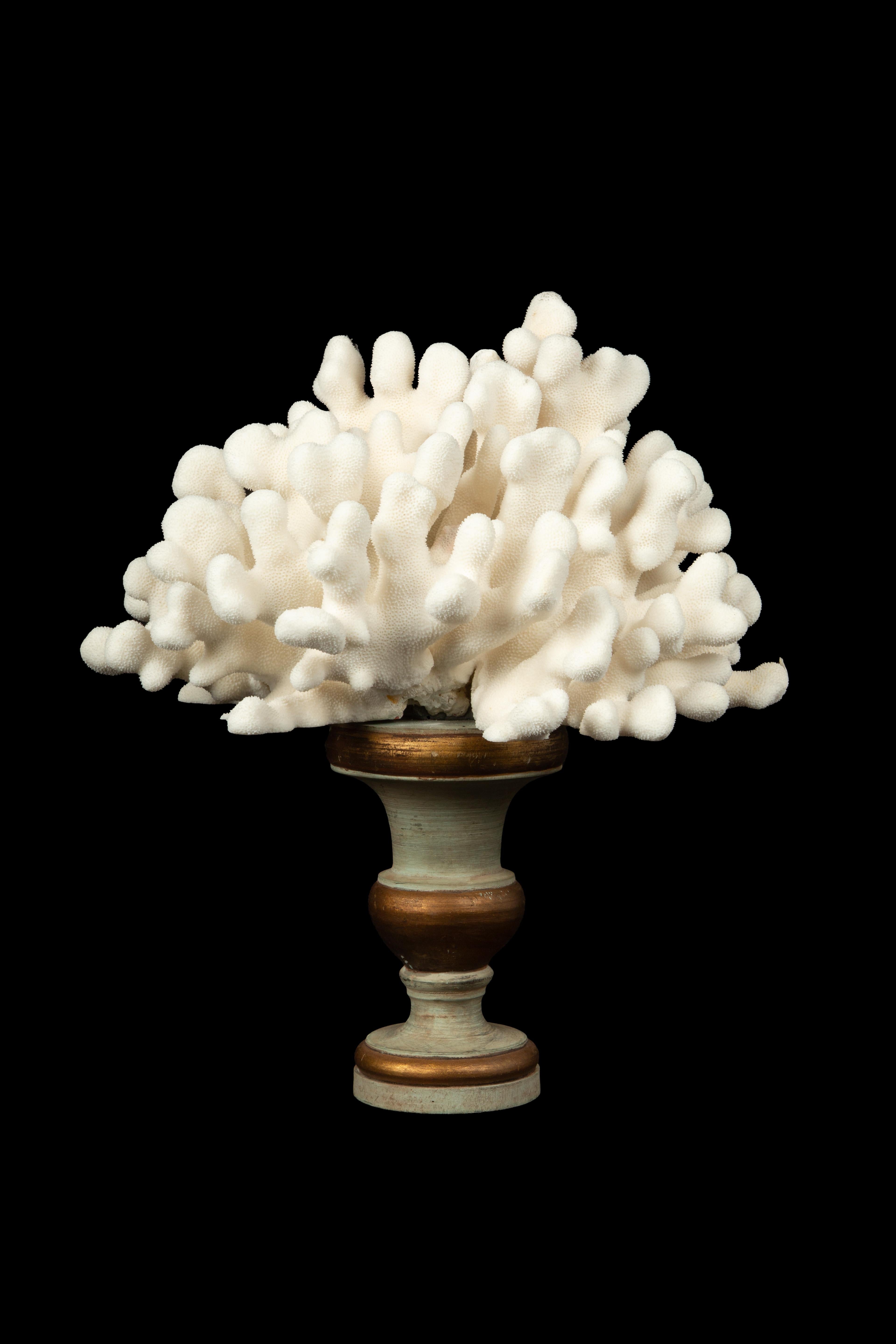 Elkhorn Coral: Resting upon a meticulously crafted Antique Medici Style Base, measuring 14.5 inches, this captivating piece seamlessly blends the allure of the ocean with the sophistication of classic design. The carefully selected white Elkhorn