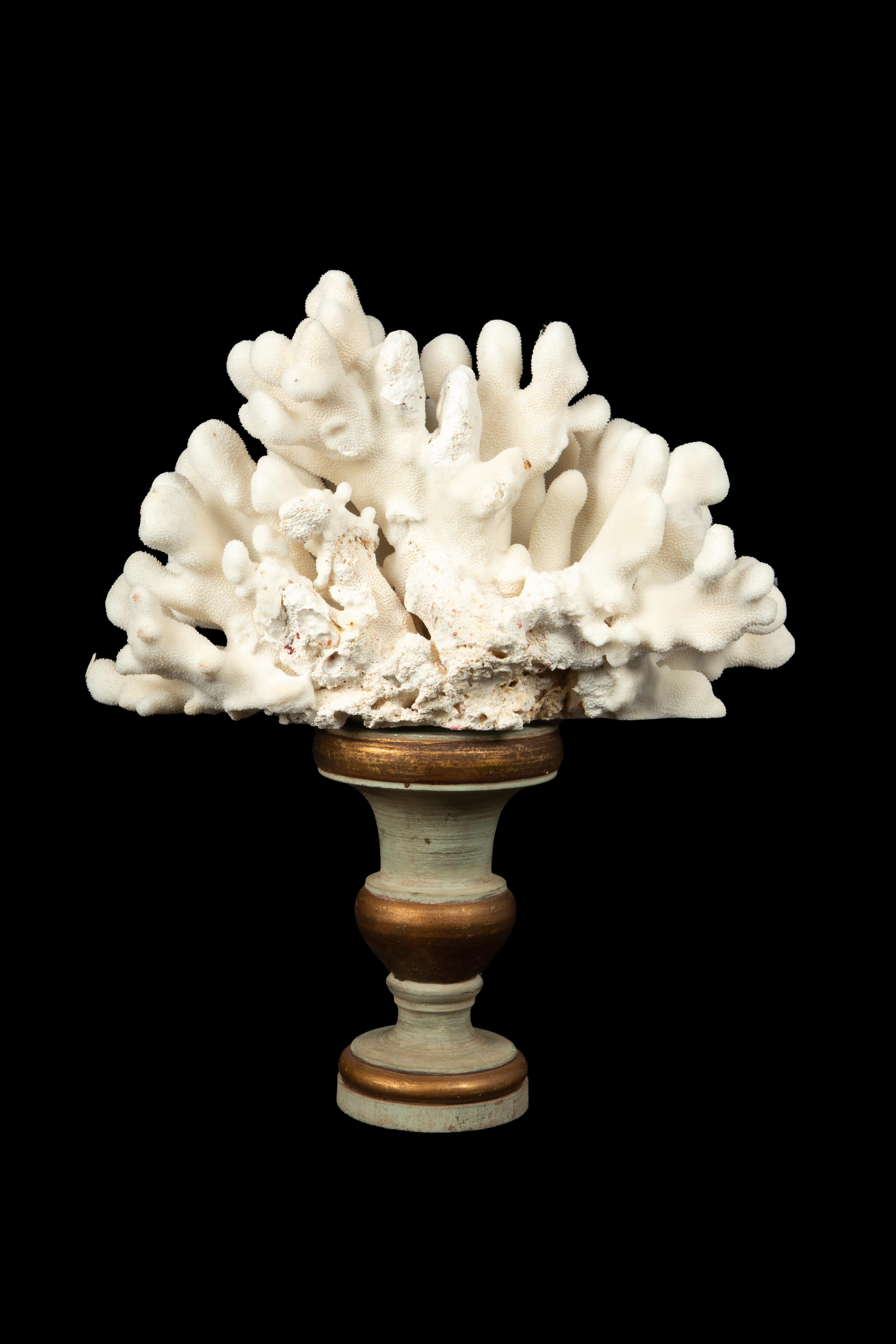 Mounted Elkhart Coral on Antique Medici Syle Base In New Condition For Sale In New York, NY
