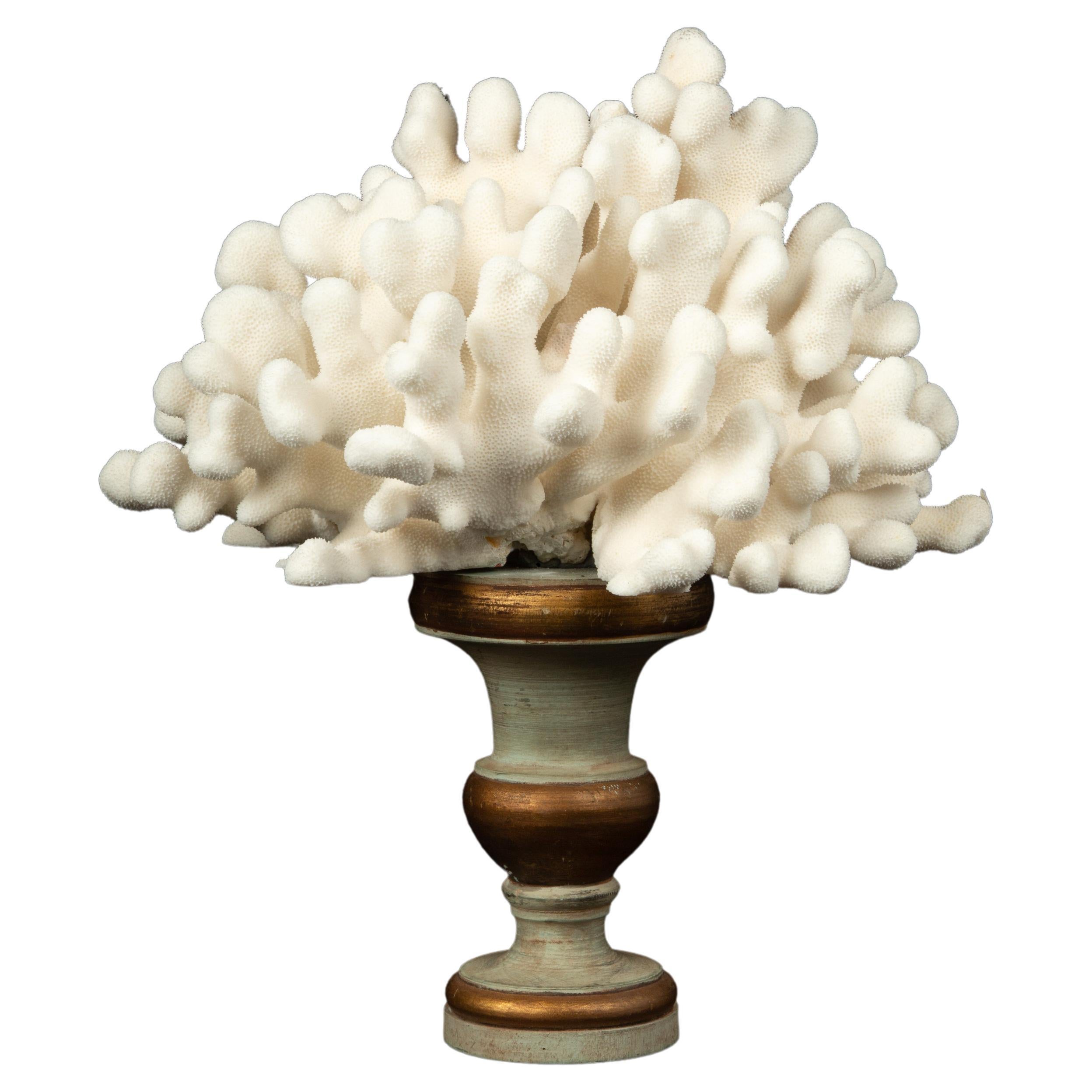 Mounted Elkhart Coral on Antique Medici Syle Base For Sale