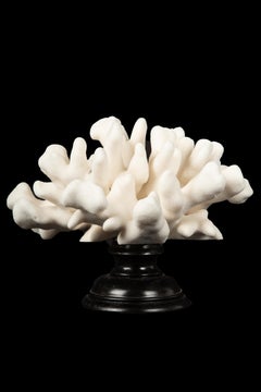 Mounted Elkhorn Coral