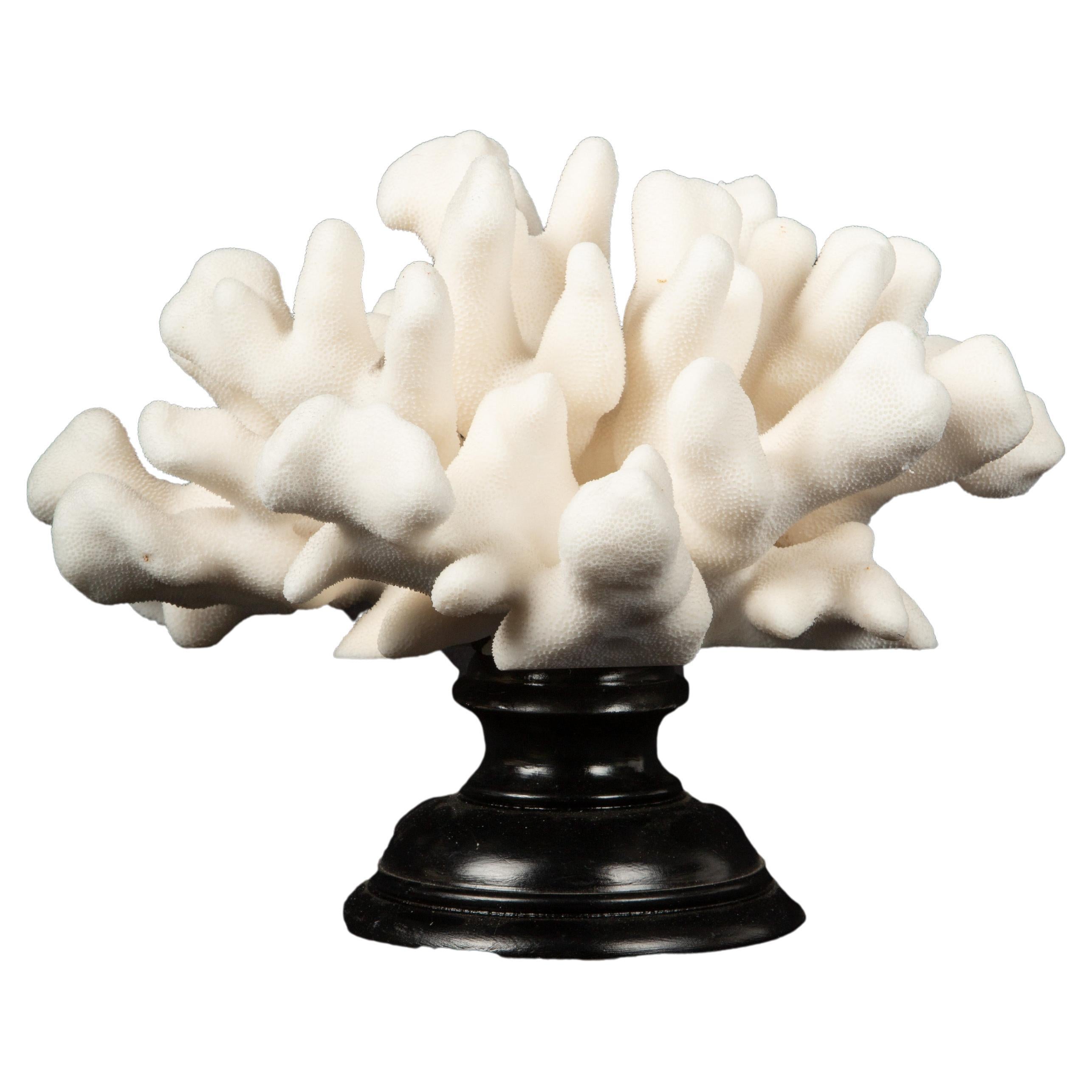 Mounted Table Coral For Sale at 1stDibs