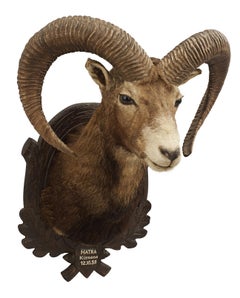Mounted European Mouflon Ram Taxidermy Shoulder Mount