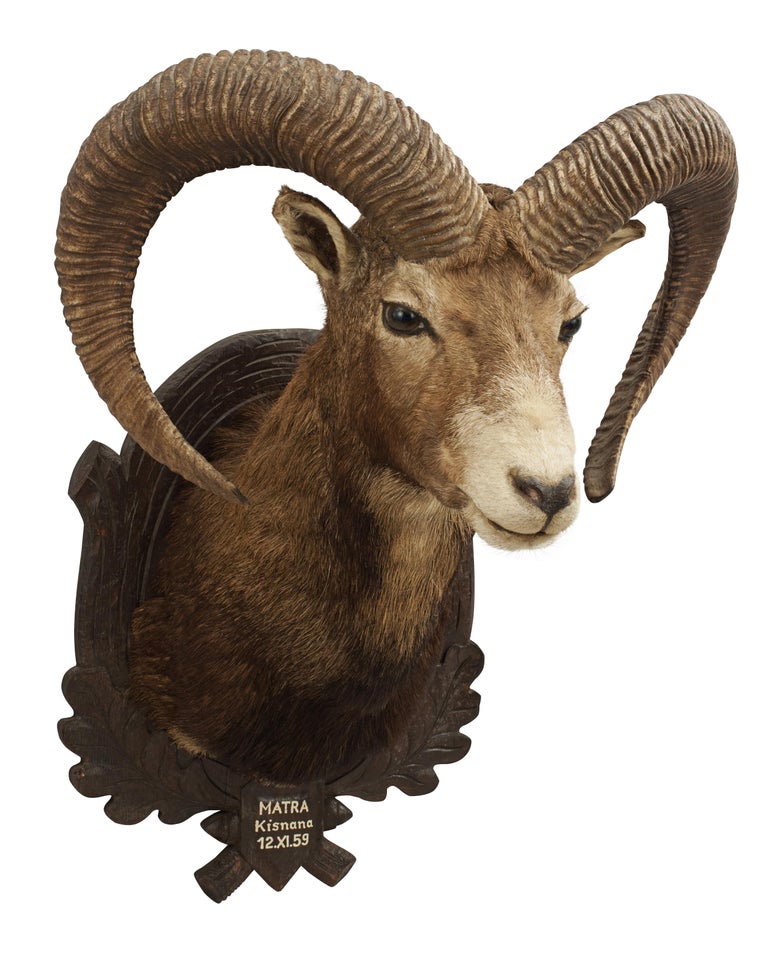 Mounted European Mouflon Ram Taxidermy Shoulder Mount at 1stDibs