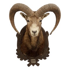 Mounted European Mouflon Ram Taxidermy Shoulder Mount