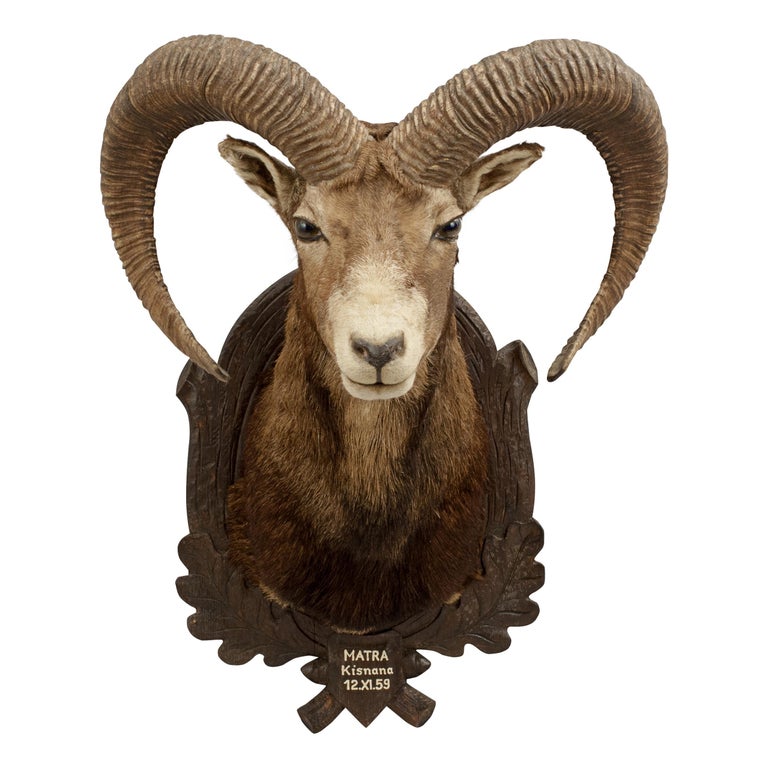 Mounted European Mouflon Ram Taxidermy Shoulder Mount at 1stDibs