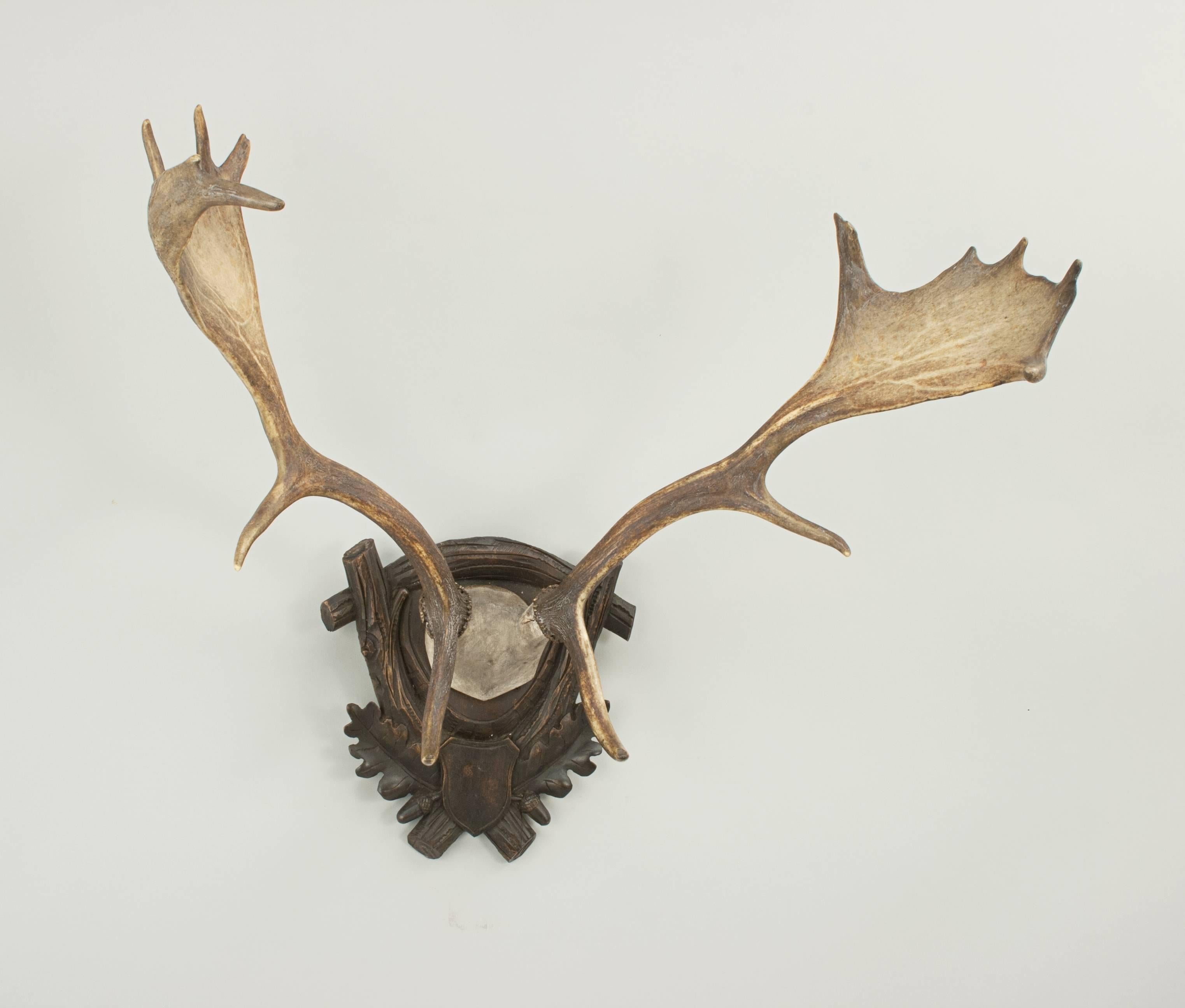 Vintage taxidermy, antlers on shield.
A prepared set of fallow deer antlers with scull cap mounted on a well carved Black Forest shield with oak leaves and acorns. The taxidermist is unknown.