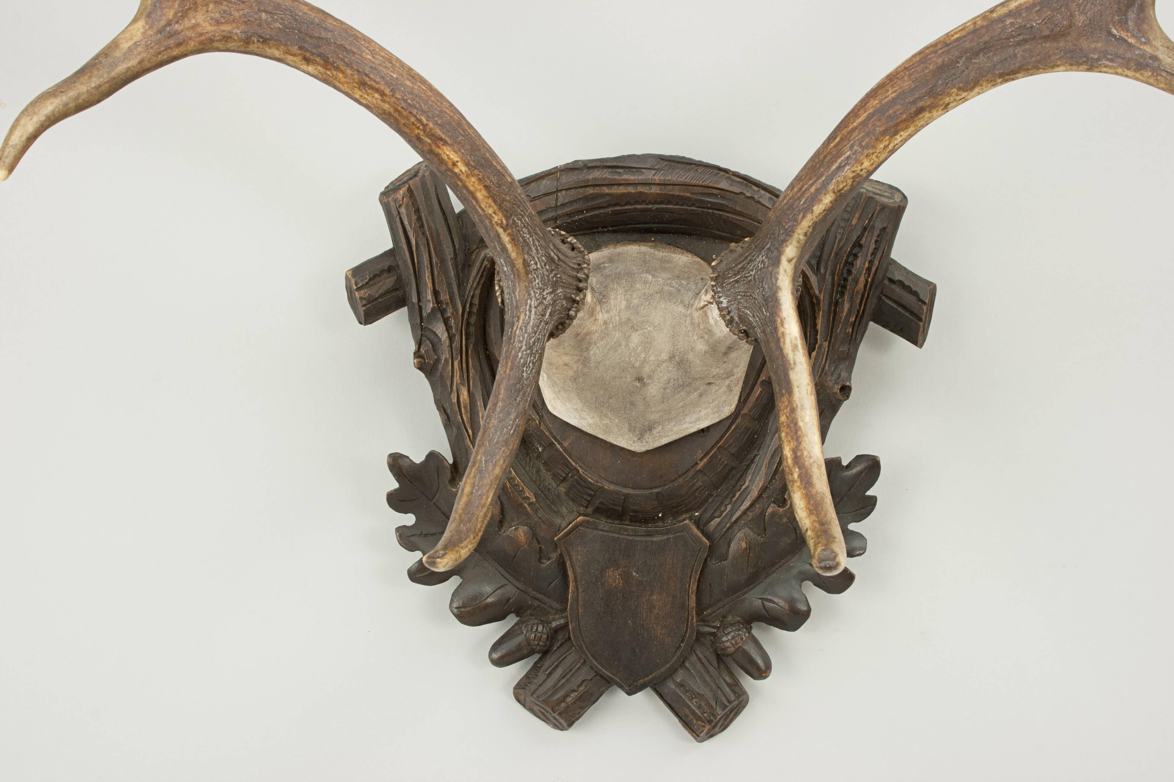fallow deer skull mount