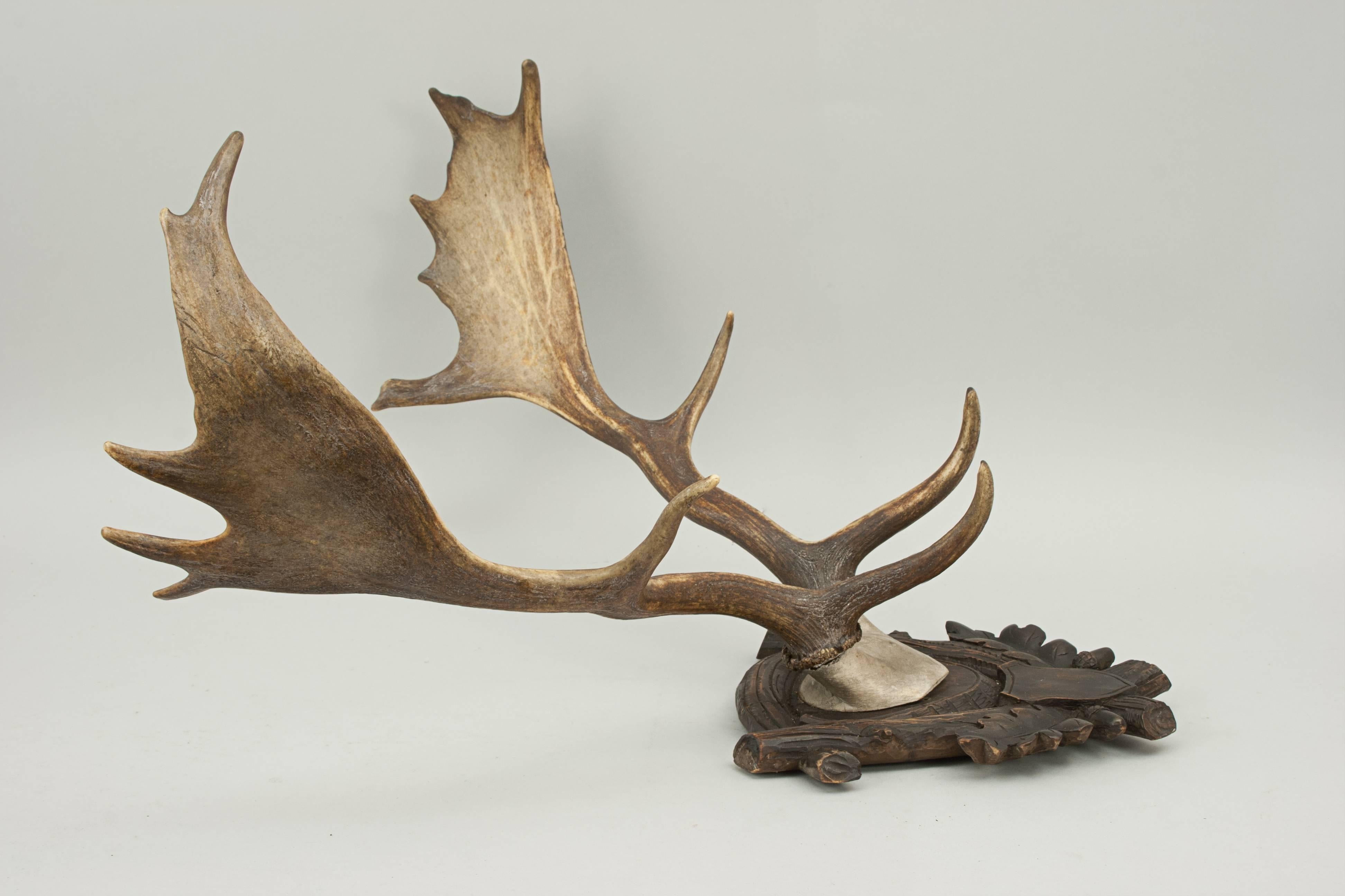 fallow deer antlers for sale