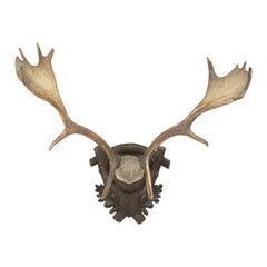 Vintage Mounted Fallow Deer Antlers