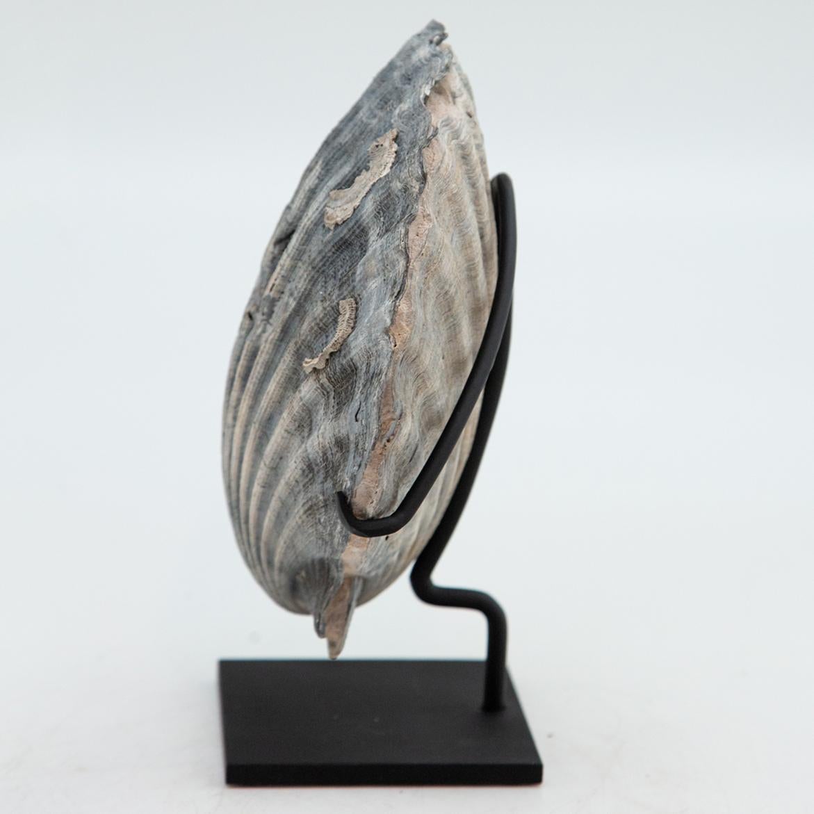 Mounted fossilized blue-grey pecten shell. Mounted on custom metal base. Measures: 9