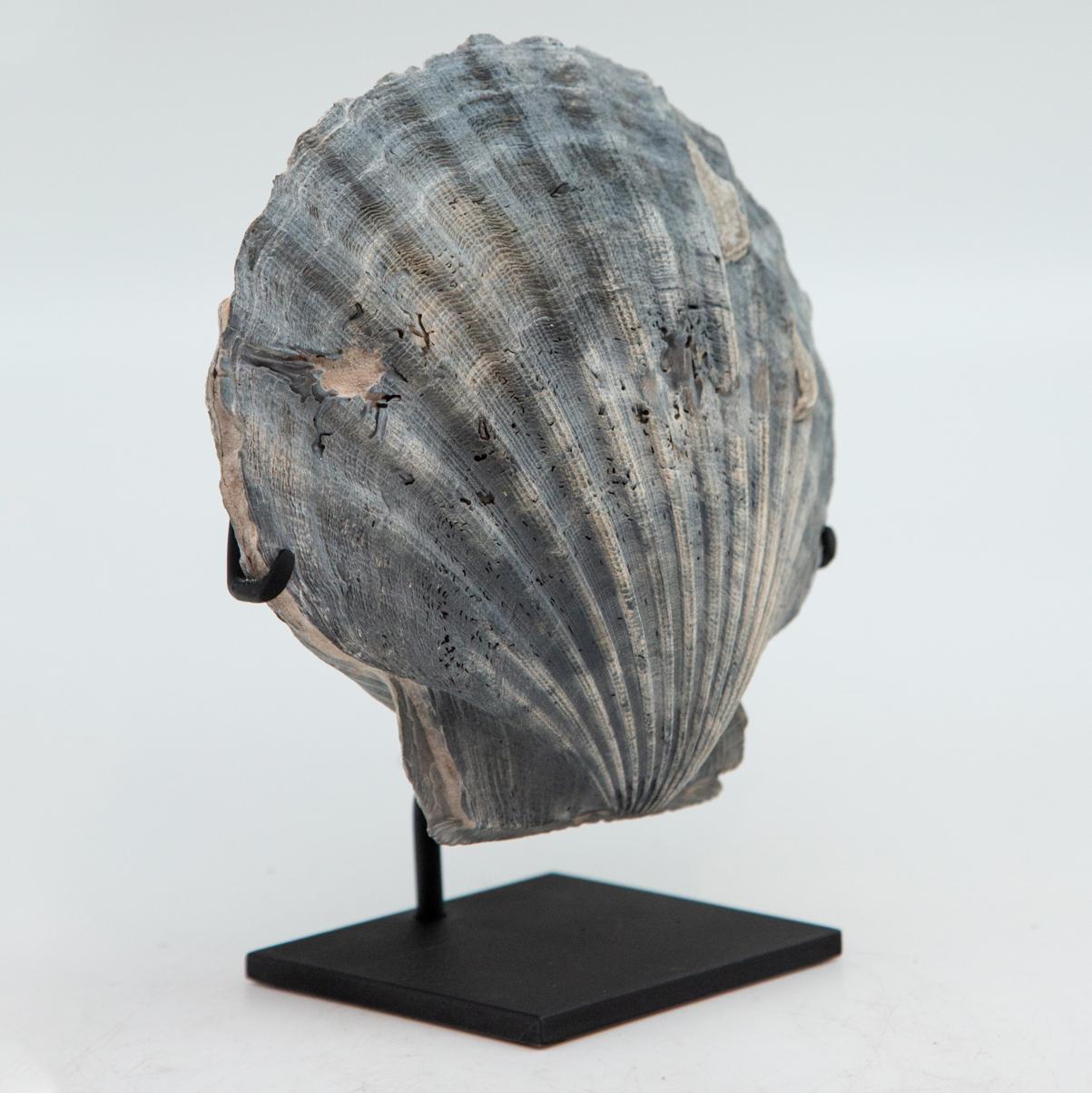 Mounted Fossilized Blue-Grey Pecten Shell In New Condition In New York, NY