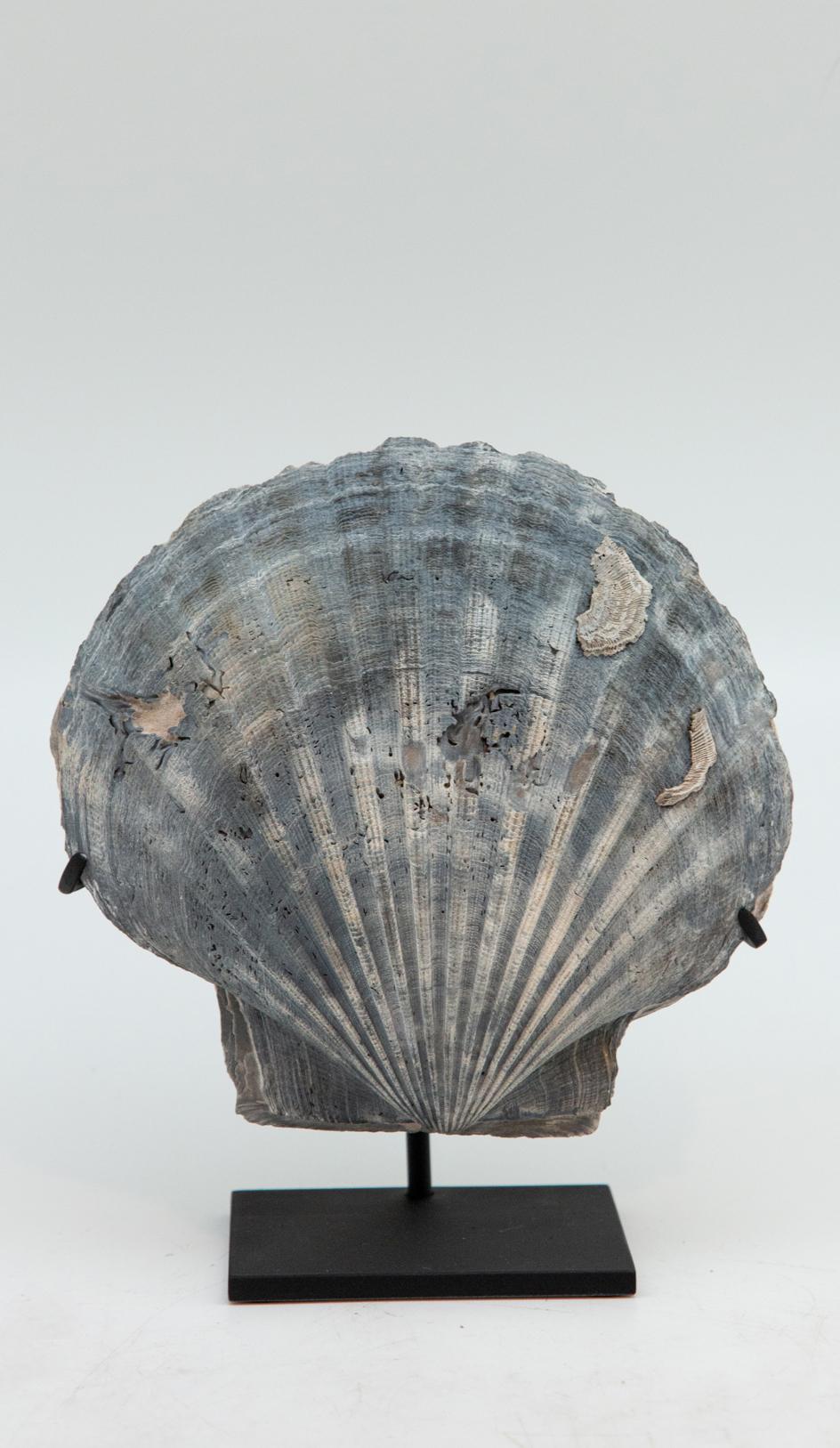 Contemporary Mounted Fossilized Blue-Grey Pecten Shell