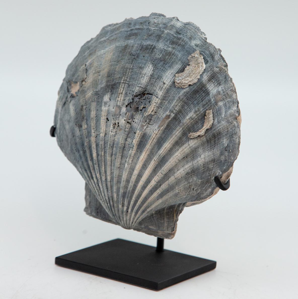 Metal Mounted Fossilized Blue-Grey Pecten Shell