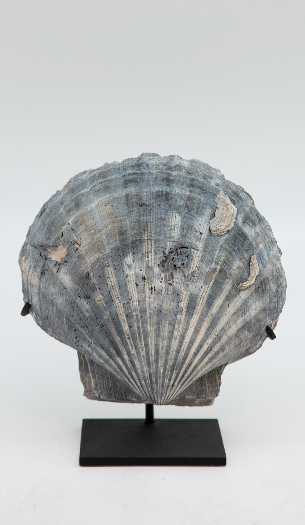 Mounted Fossilized Blue-Grey Pecten Shell 2