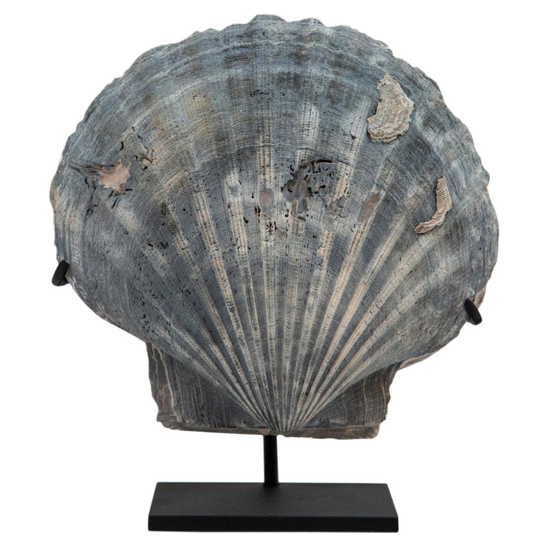 Mounted Fossilized Blue-Grey Pecten Shell