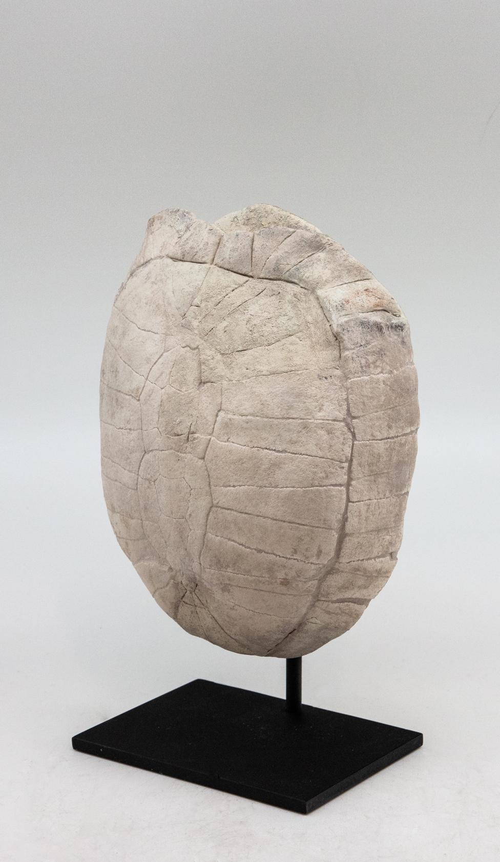 petrified turtle shell