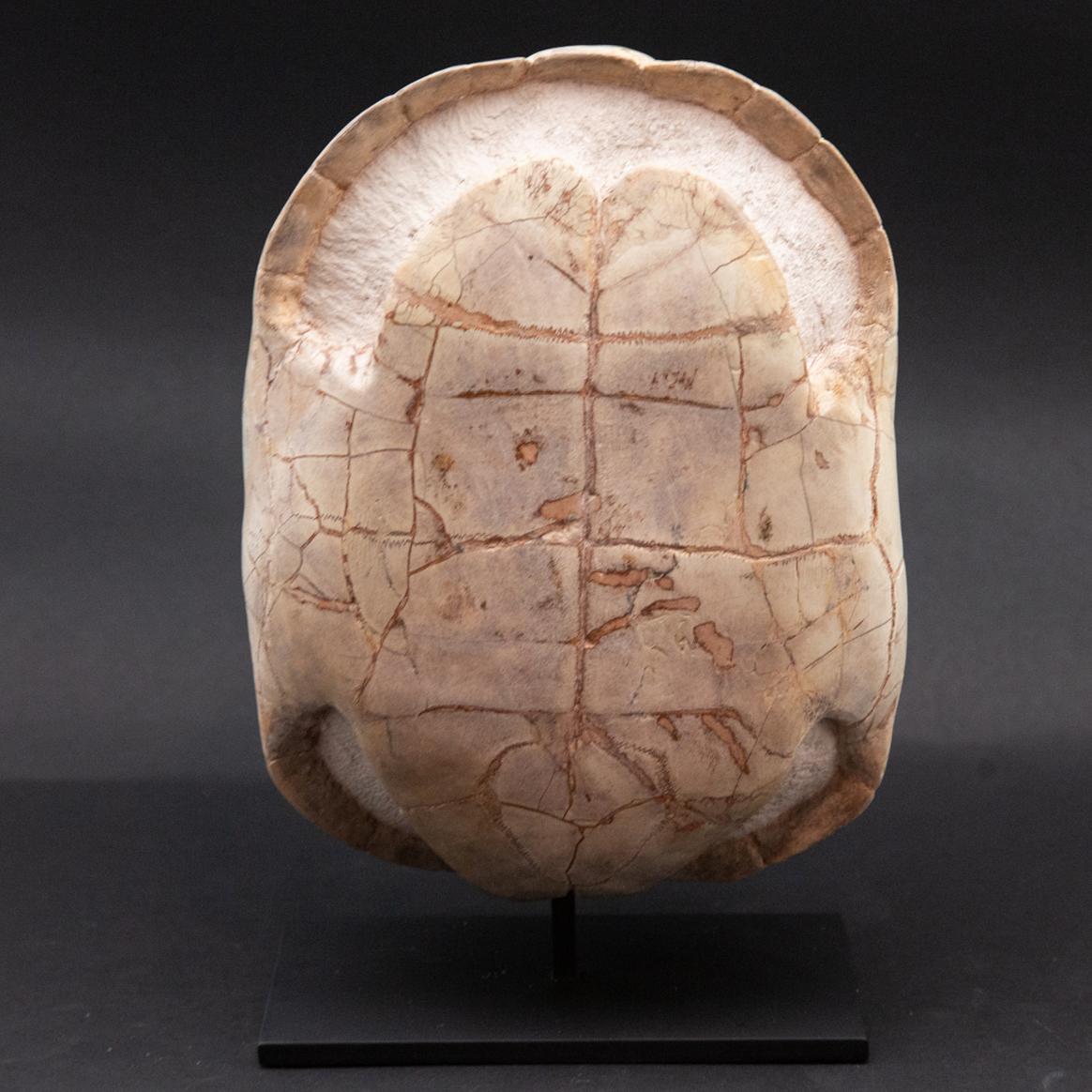 Contemporary Mounted Fossilized Turtle