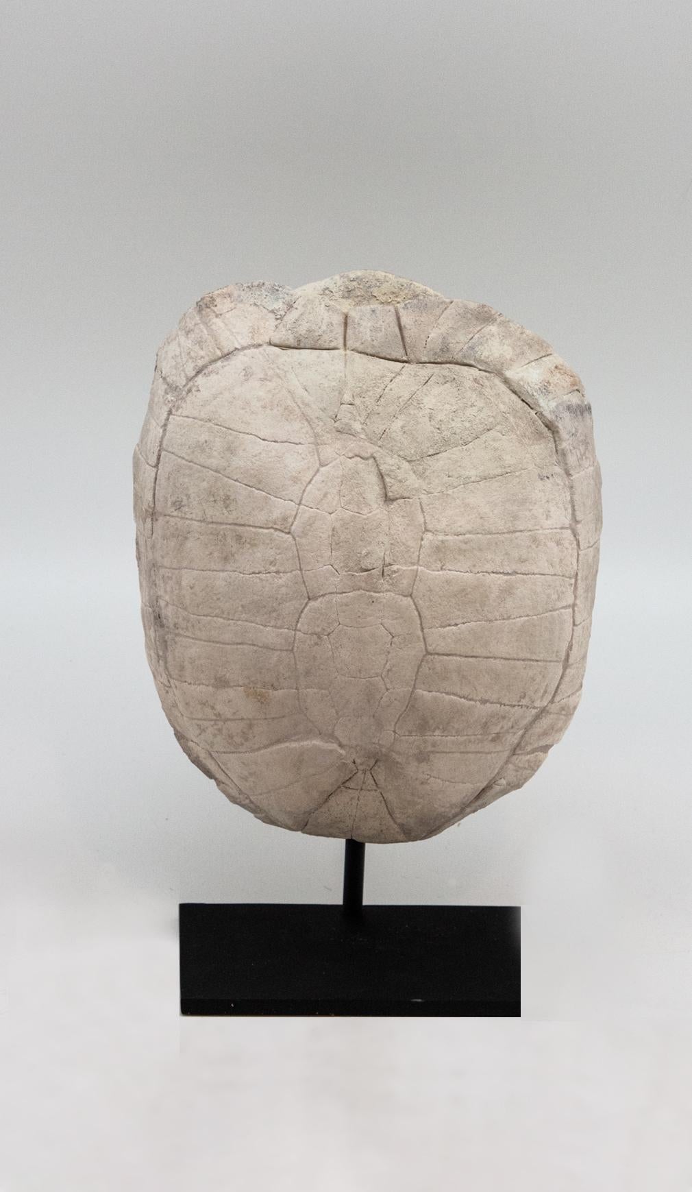 Mounted Fossilized Turtle 2