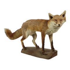 Mounted Fox on Oak Stump Vulpes Vulpes Vintage Taxidermy