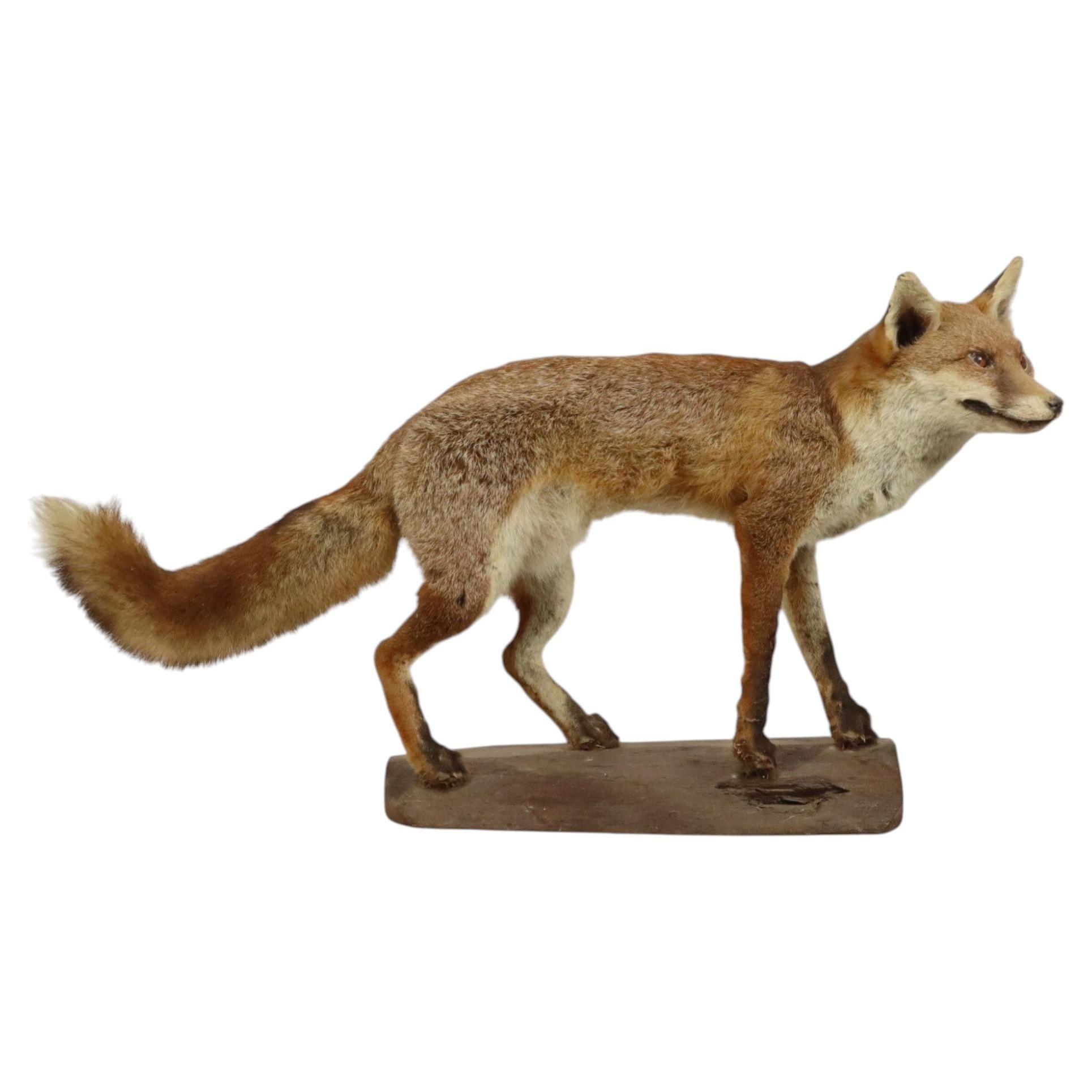 Mounted Fox on Oak Stump Vulpes Vulpes Vintage Taxidermy