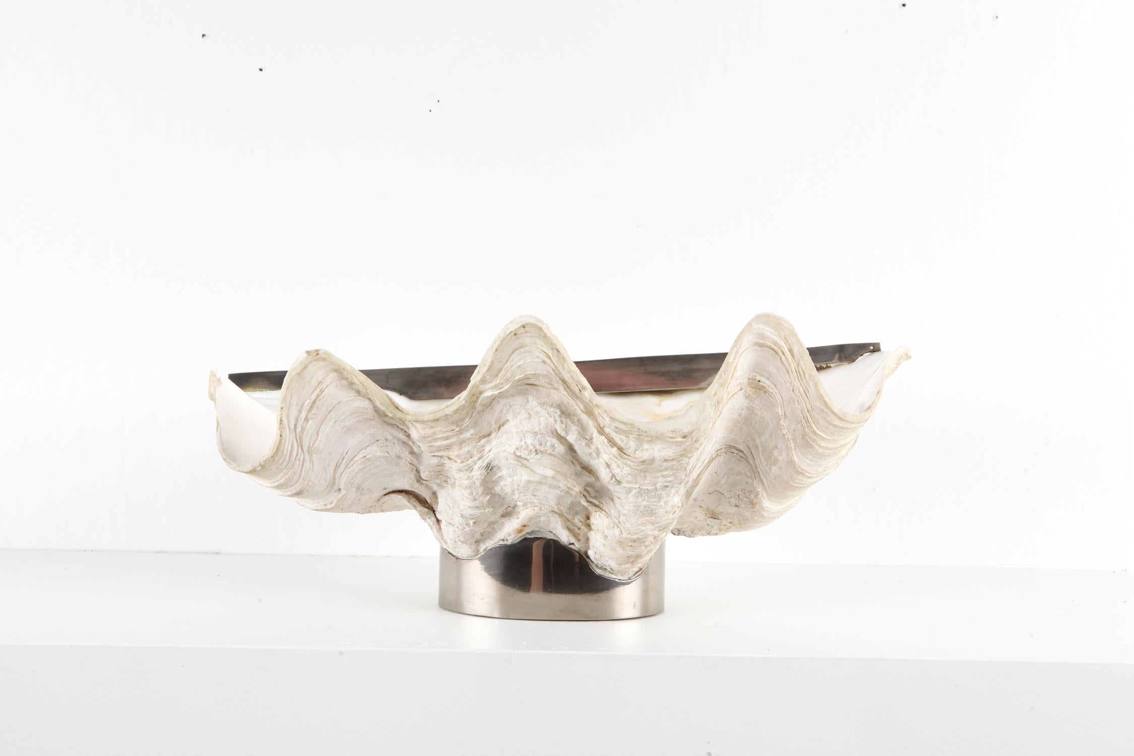 Hollywood Regency Mounted Giant Clam Shell
