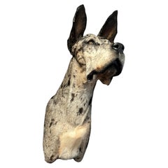 Mounted head of a Great Dane dog