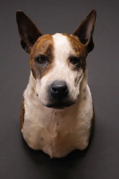 Mounted head of a Staffordshire bull terrier dog