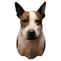 Mounted head of a Staffordshire bull terrier dog