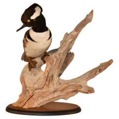 Mounted Hooded Merganser on Driftwood