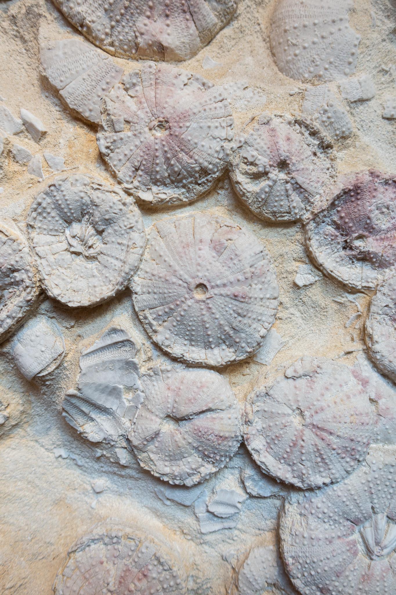 Fossile d'oursin de Lacoste:: France:: vieux de 18 millions d'années:: datant du Miocène 2