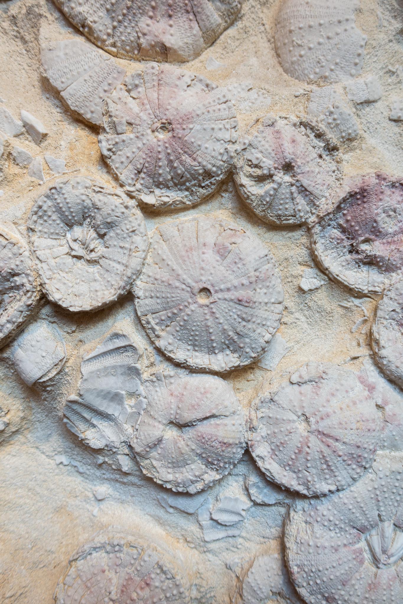 Metal Mounted Miocene Era 18 Million Years Old, Sea Urchin Fossil from Lacoste, France