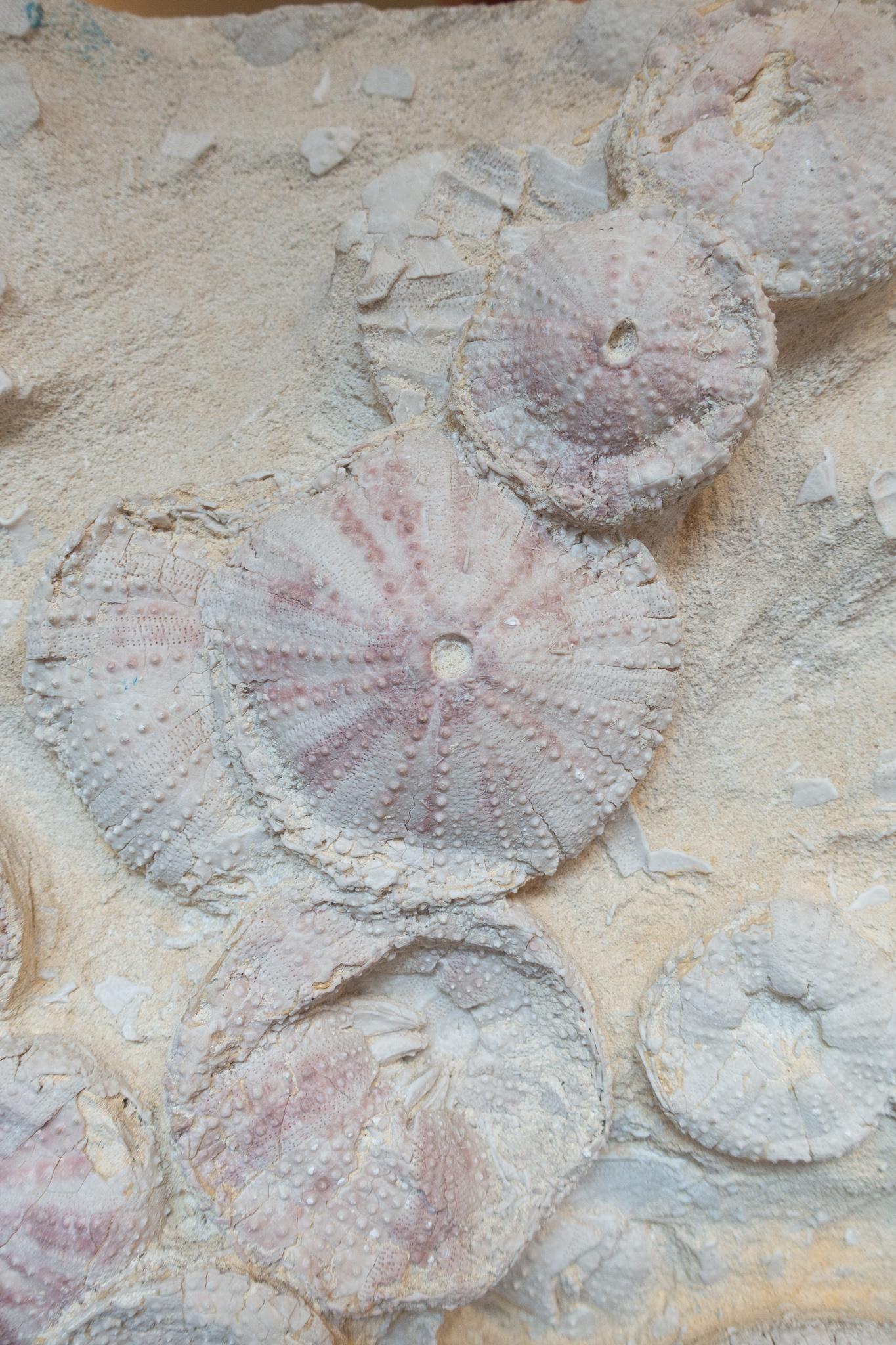 Français Fossile d'oursin de Lacoste:: France:: vieux de 18 millions d'années:: datant du Miocène