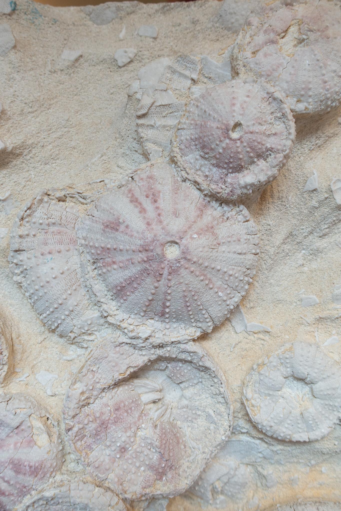 fossil sea urchin