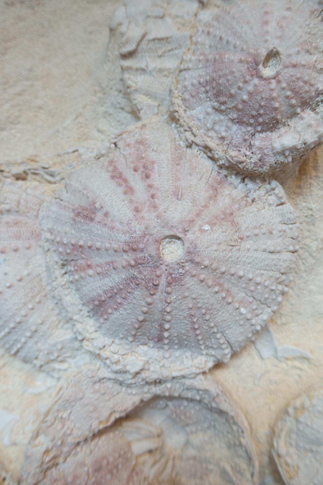 Fossile d'oursin de Lacoste:: France:: vieux de 18 millions d'années:: datant du Miocène Bon état à New York, NY