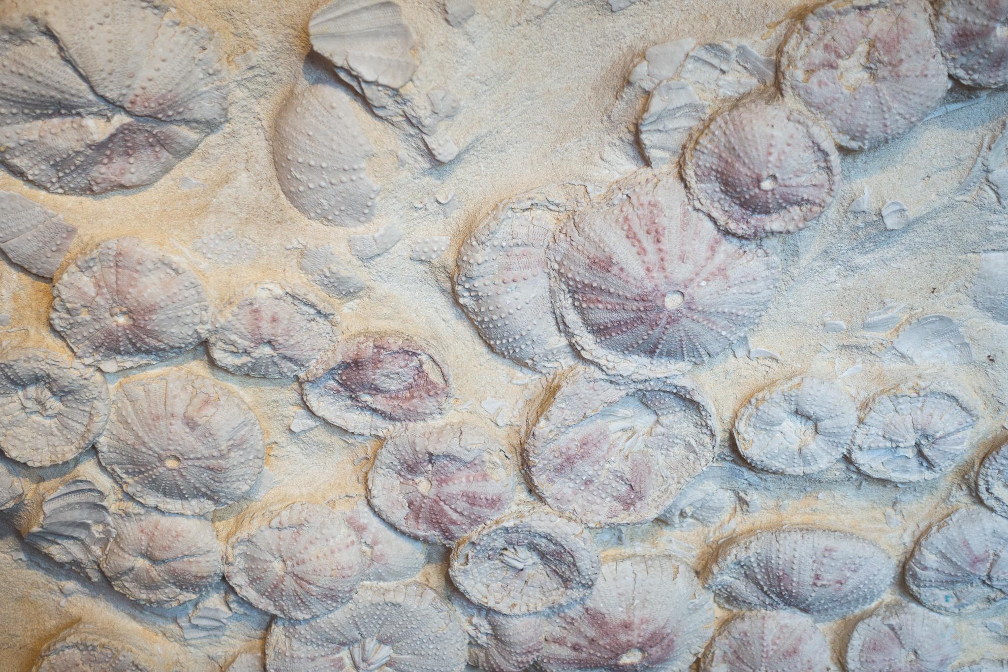 Mounted Miocene Era 18 Million Years Old, Sea Urchin Fossil from Lacoste, France In Good Condition In New York, NY