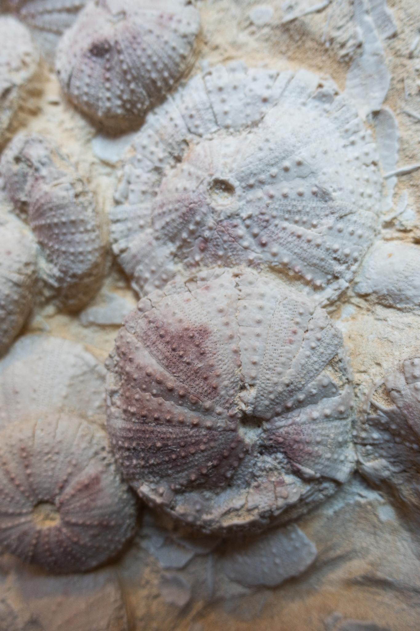 18th Century and Earlier Mounted Miocene Era 18 Million Years Old, Sea Urchin Fossil from Lacoste, France