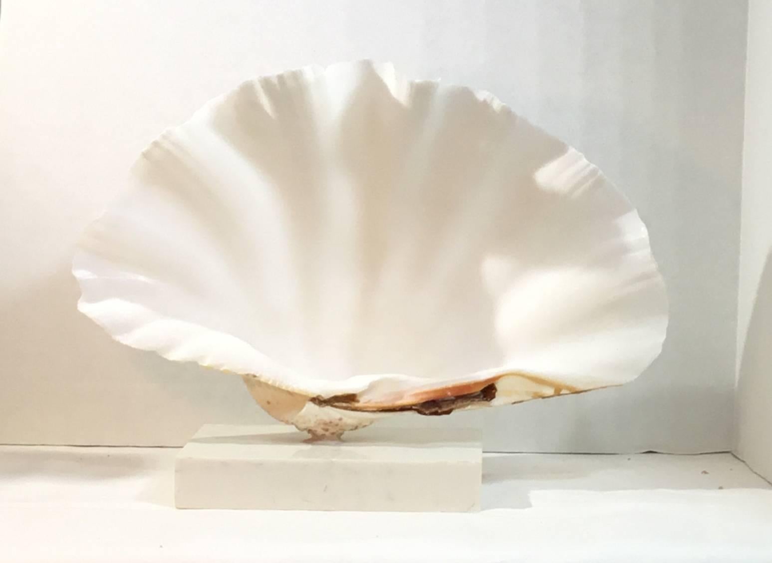 Beautiful natural clamshell with white and alabaster color, professionally mounted on a white marble base great decorative object of art to display.