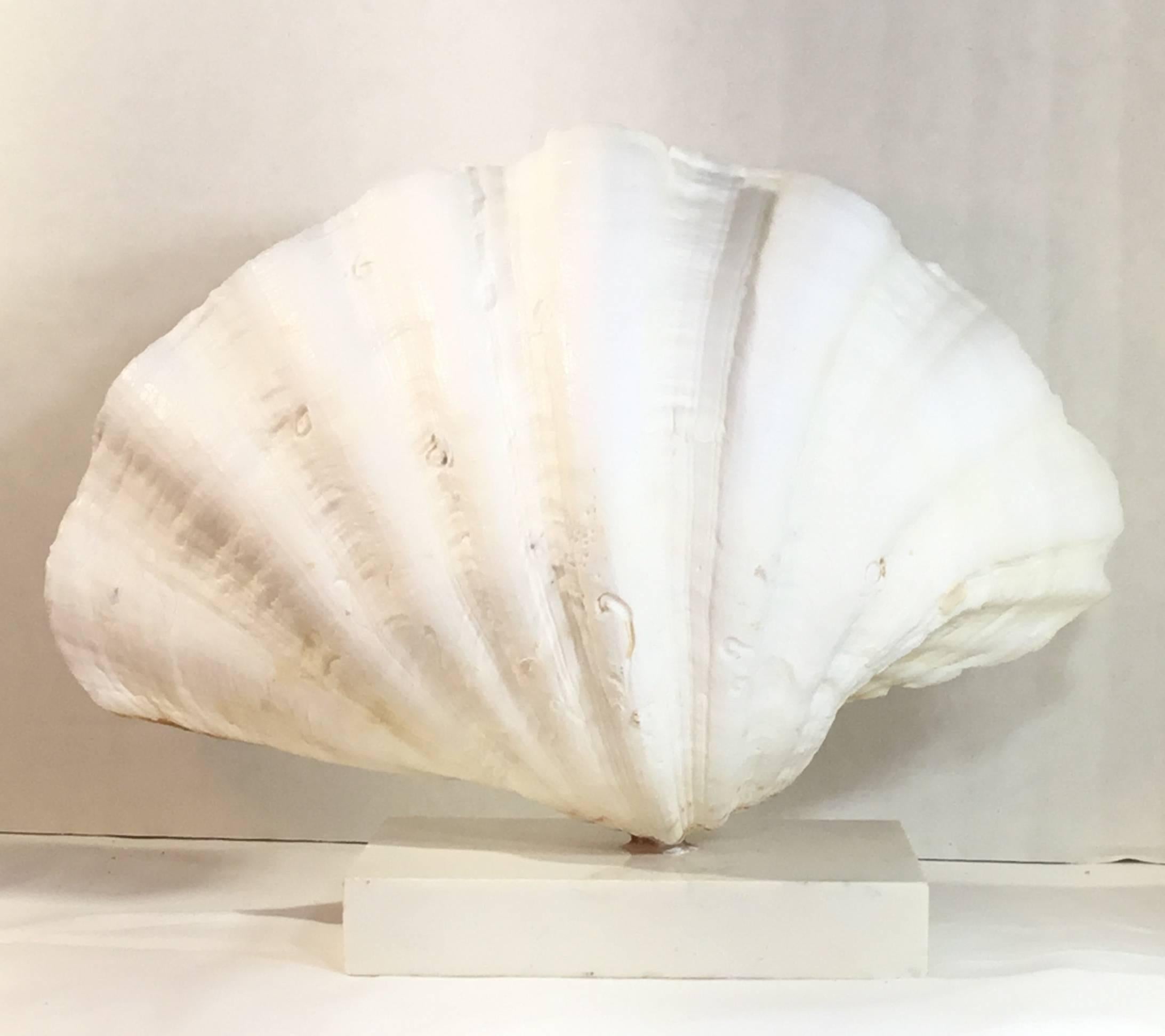 Shell Mounted Natural Clamshell