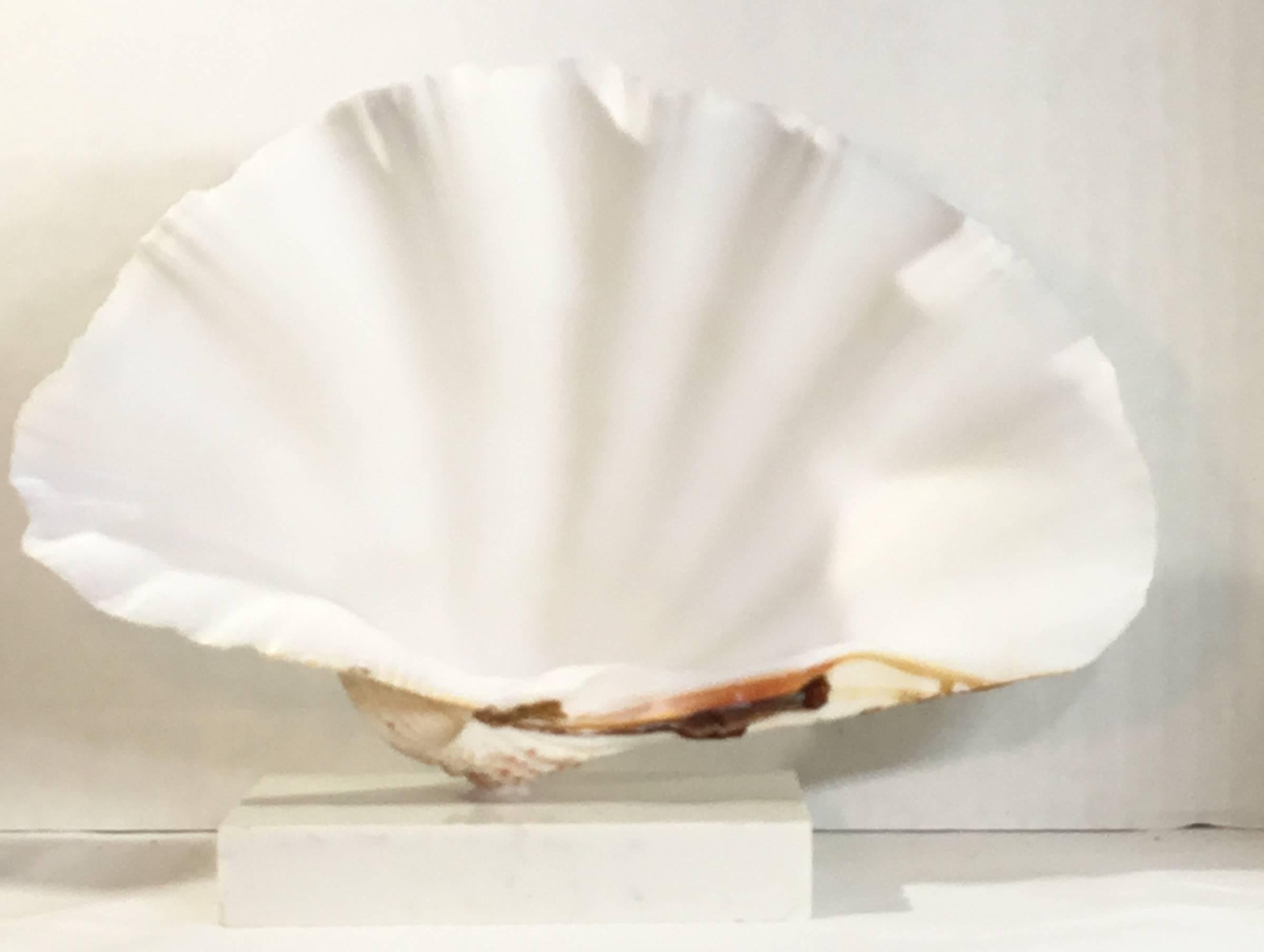 Mounted Natural Clamshell 3
