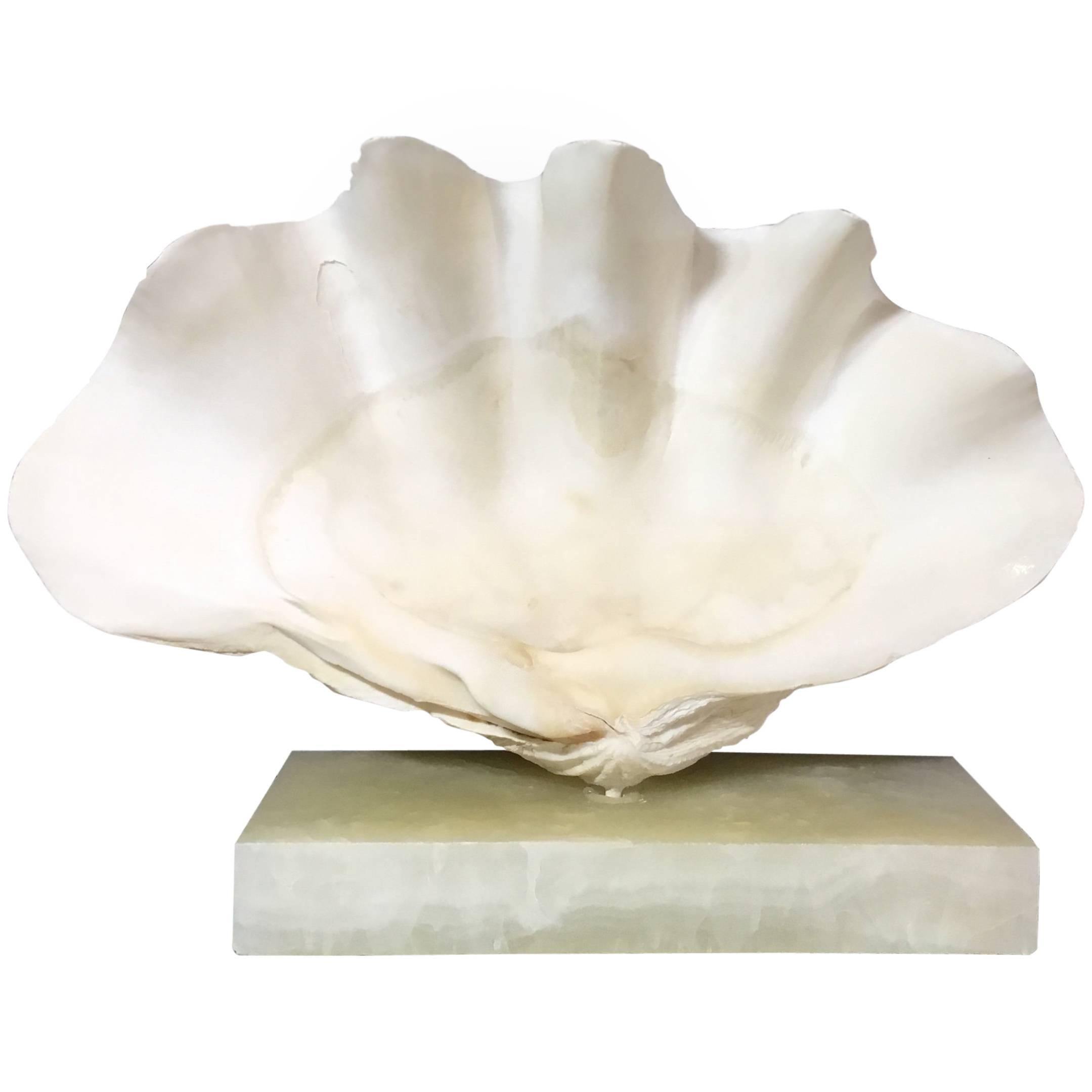 Mounted Natural Clamshell