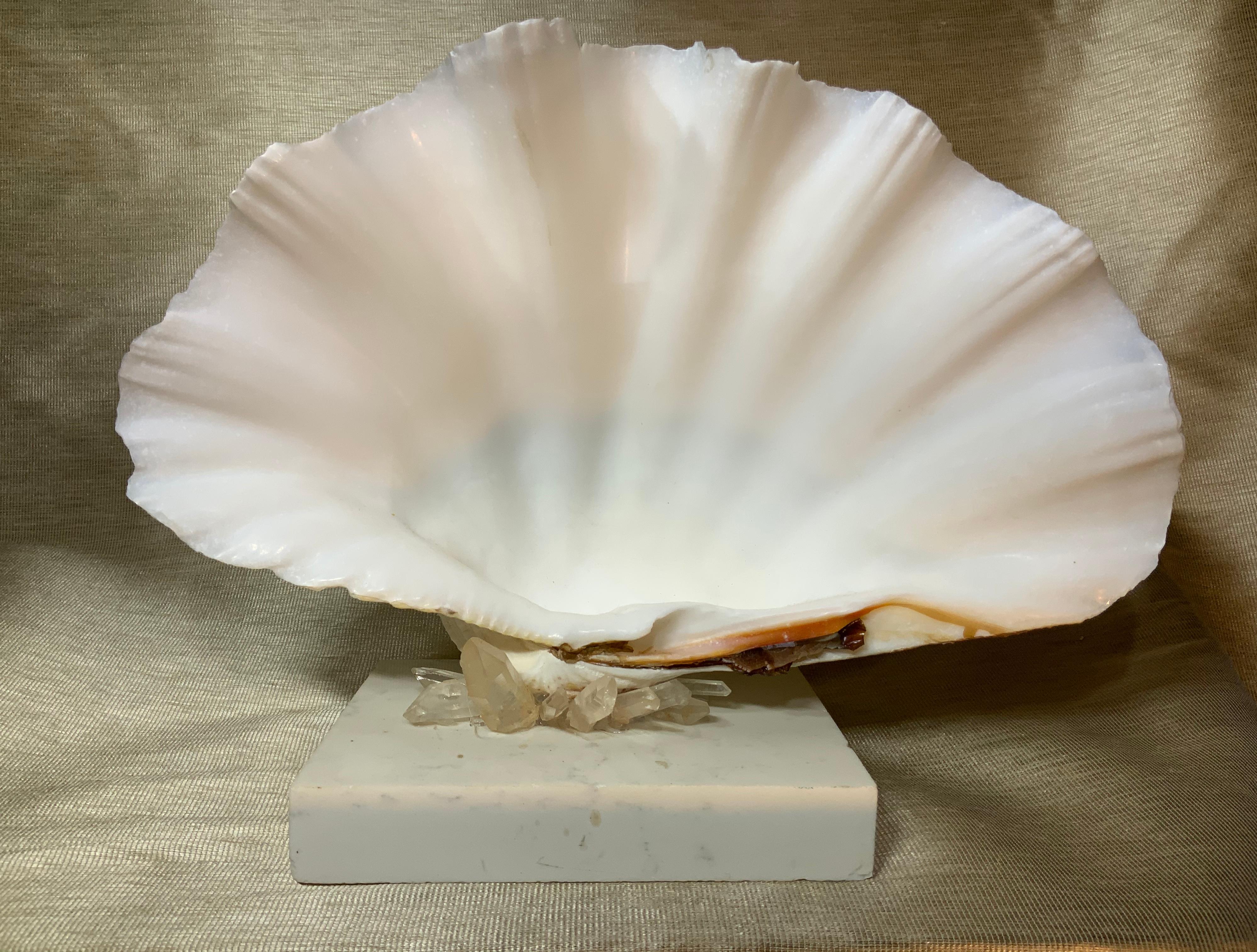 Mounted Natural Clamshell with Crystal Quartz 7